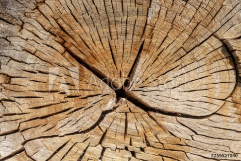 Picture of Crack Wood Texture